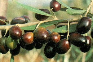 Pendolino Olive